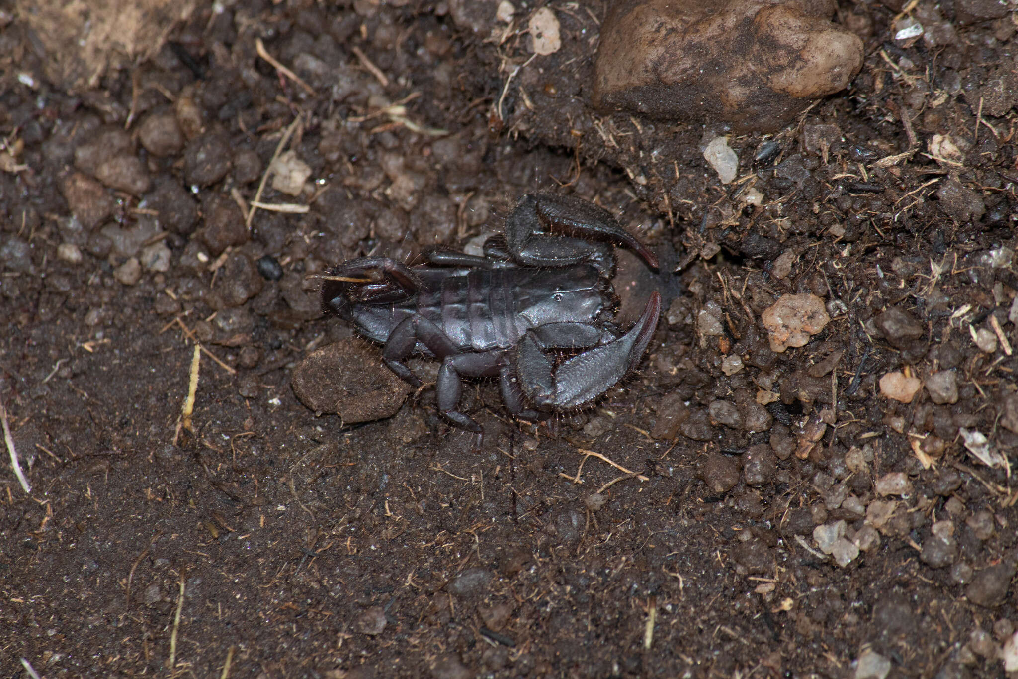 Image of Magaliesberg Rock Scorpion