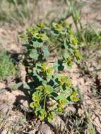 Image of Euphorbia undulata M. Bieb.