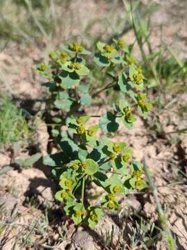 Image of Euphorbia undulata M. Bieb.