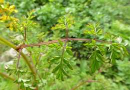 Sivun Corydalis cornuta Royle kuva