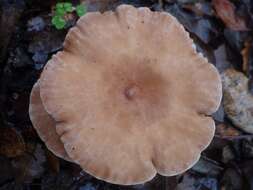 Image of Clitocybe costata Kühner & Romagn. 1954