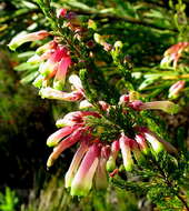 Image of Ever-flowering heath