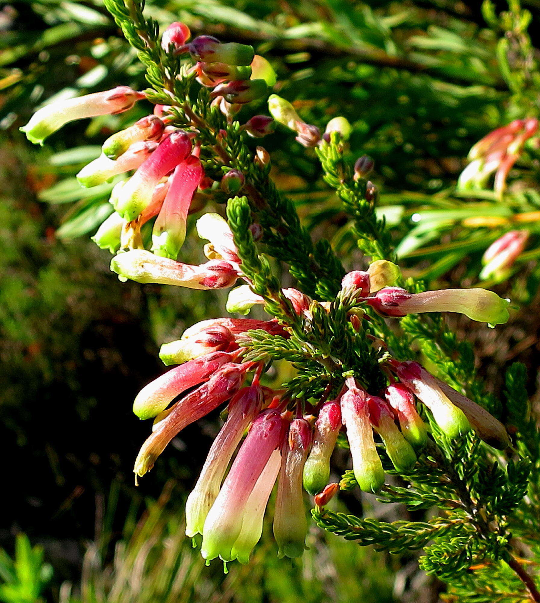 Image of Ever-flowering heath