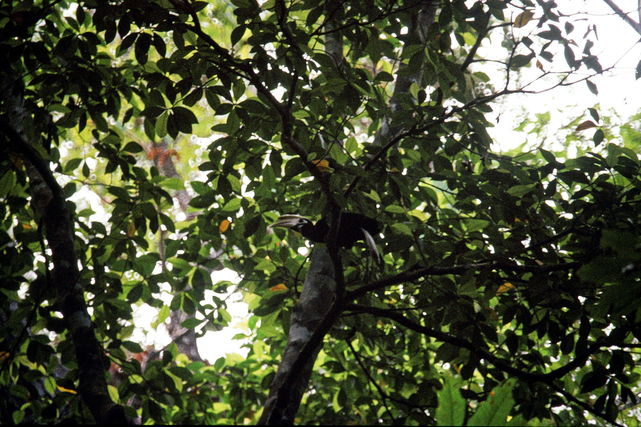 Image of Palawan Hornbill