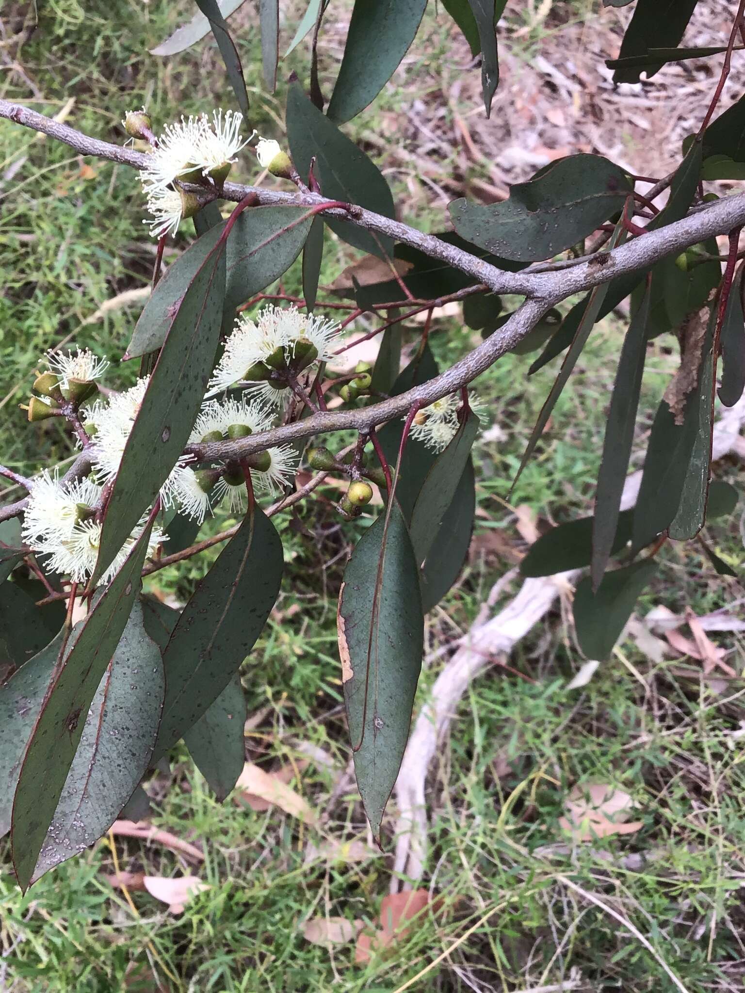 Слика од Eucalyptus ovata Labill.