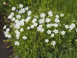 Image of Douglas' Meadowfoam