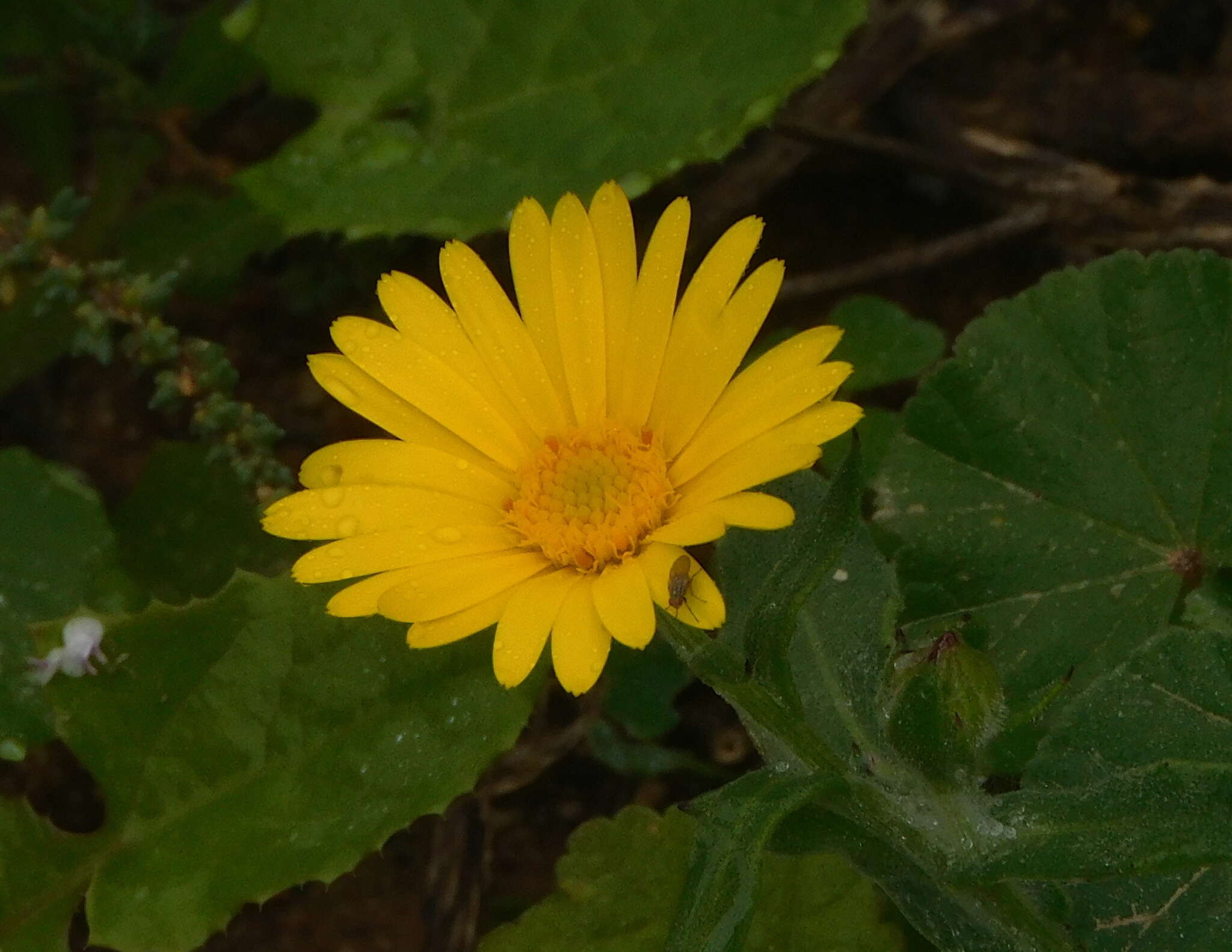 Image of Calendula suffruticosa subsp. algarbiensis (Boiss.) Nym.