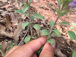 Image of Salvia heldreichiana Boiss. ex A. DC.