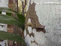 Image of Ficus coronata de Spin