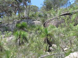 Image of Xanthorrhoea arborea R. Br.