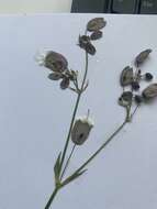 Image of Silene vulgaris subsp. vulgaris