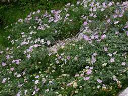 Image of silvery cranesbill