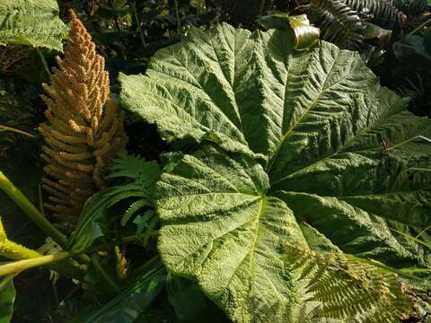 صورة Gunnera petaloidea Gaudich.