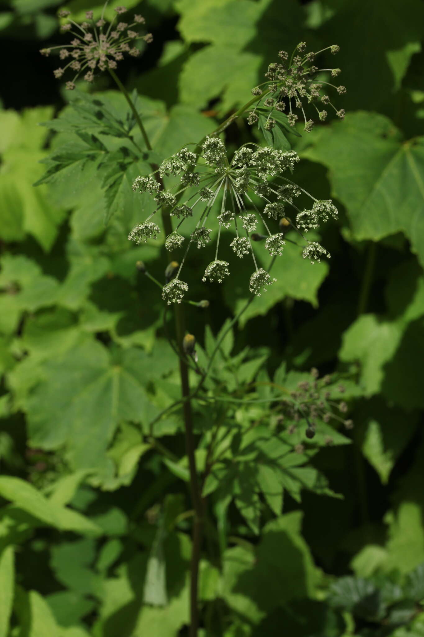 Selinum physospermifolium (Albov) Hand resmi