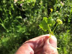 Imagem de Hydrocotyle acutiloba (F. Müll.) Wakef.