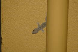 Image of Gomero Wall Gecko