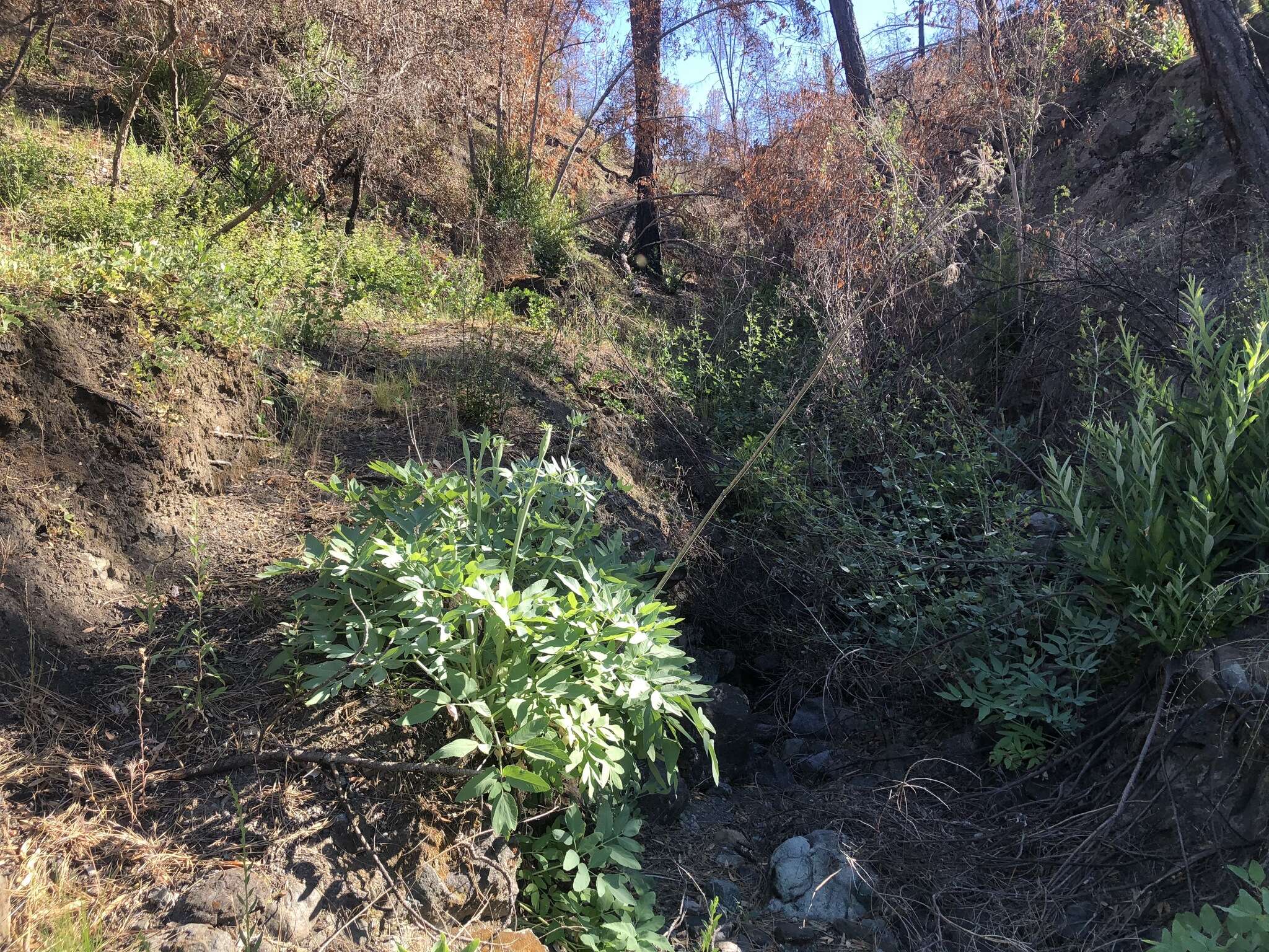 Image of woolly angelica