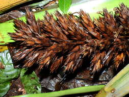 Image of Aechmea moonenii Gouda