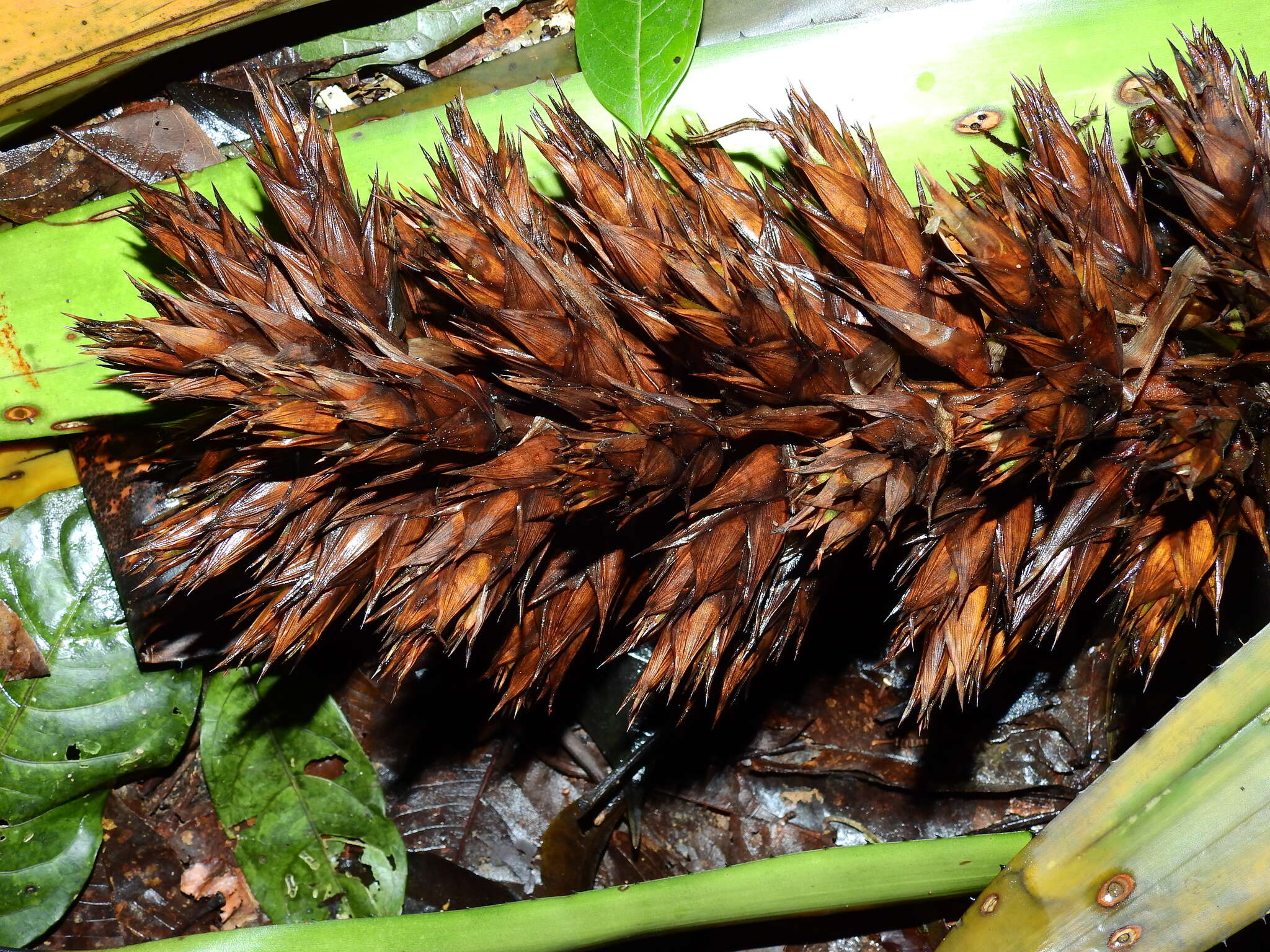 Image of Aechmea moonenii Gouda