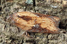 Image of Acleris rufana Denis & Schiffermüller 1775