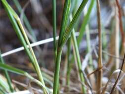 Image of Trisetum tenellum (Petrie) Allan & Zotov ex Laing & Gourlay