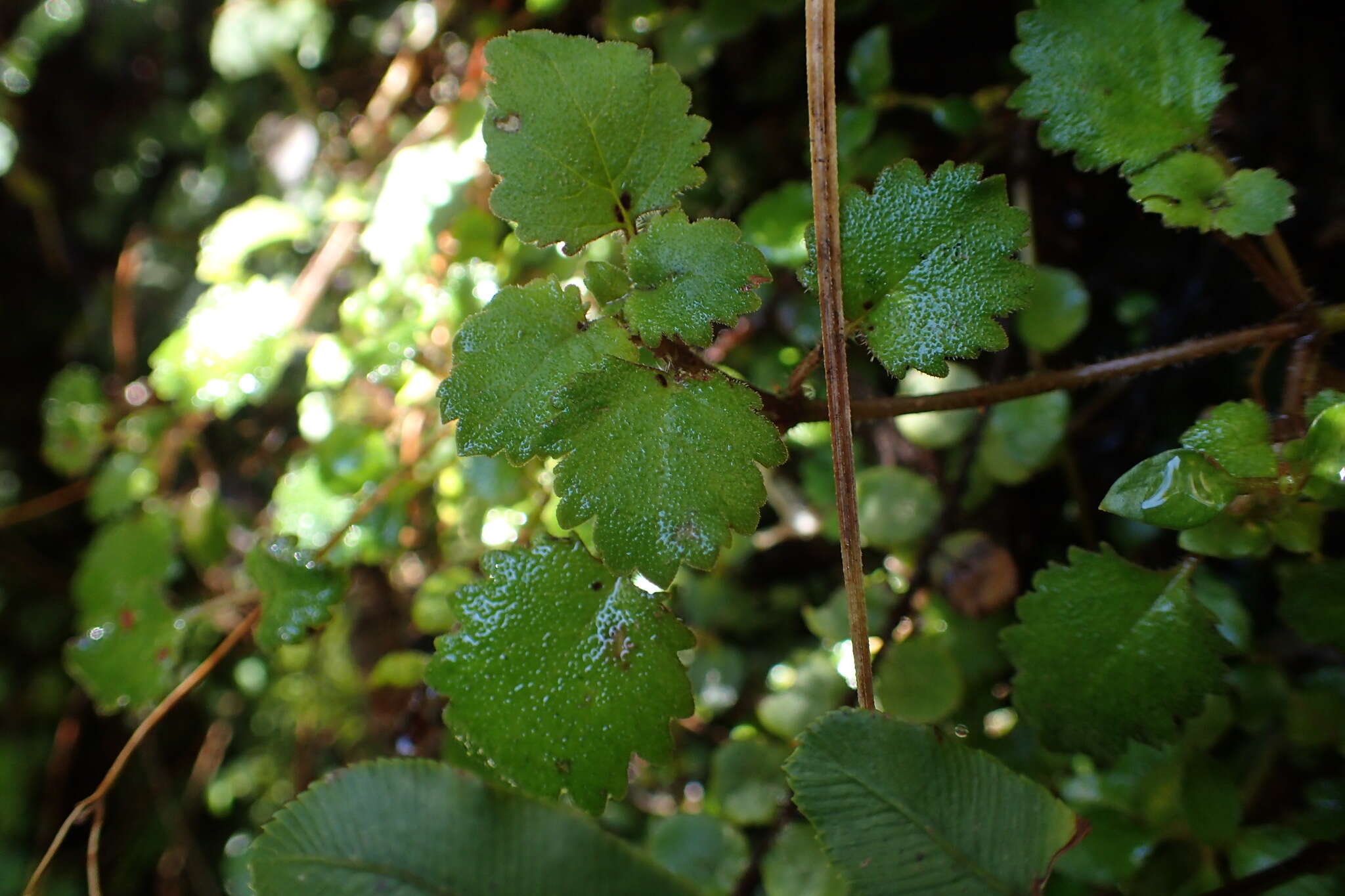 Image of Jovellana repens (Hook. fil.) Kränzl.