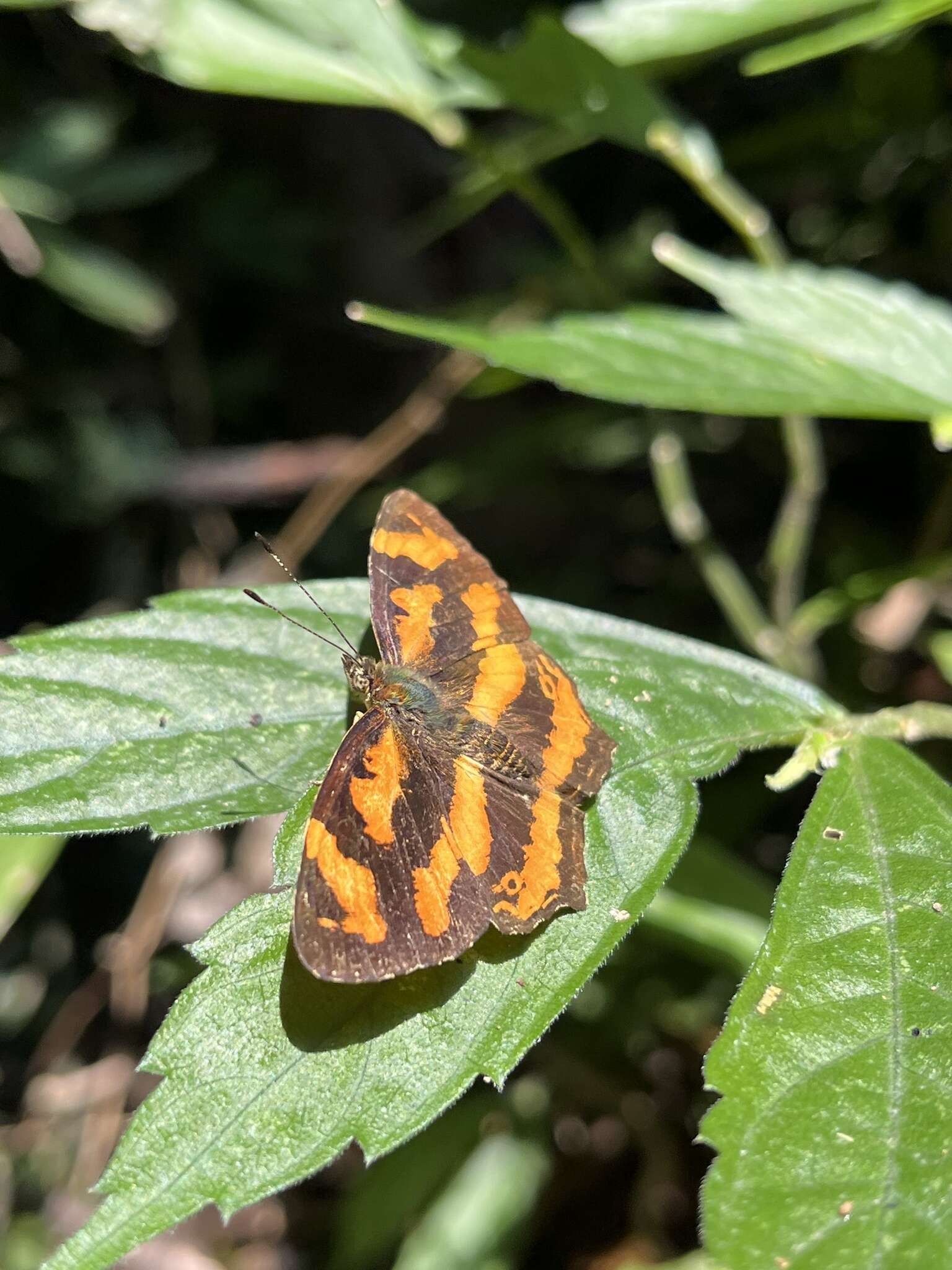 Sivun Symbrenthia brabira scatinia Fruhstorfer 1908 kuva