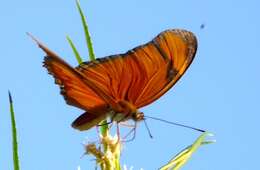 Image of Dryas iulia moderata Stichel 1907