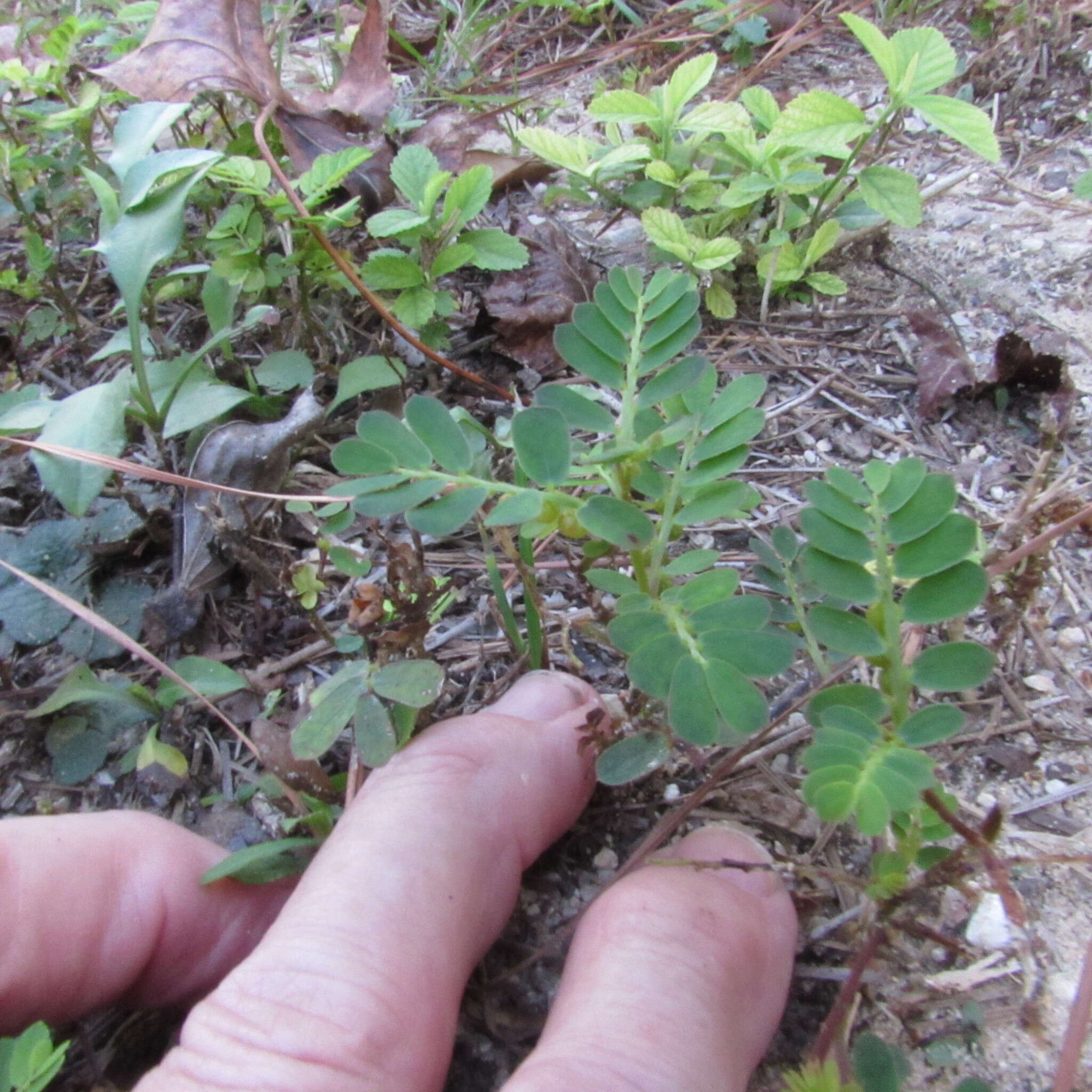 Imagem de Phyllanthus urinaria L.