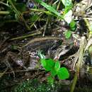 Image of Southern cricket frog