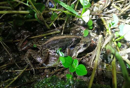 Image of Southern cricket frog