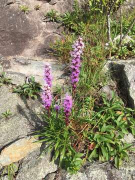 صورة Liatris helleri (Porter) Porter