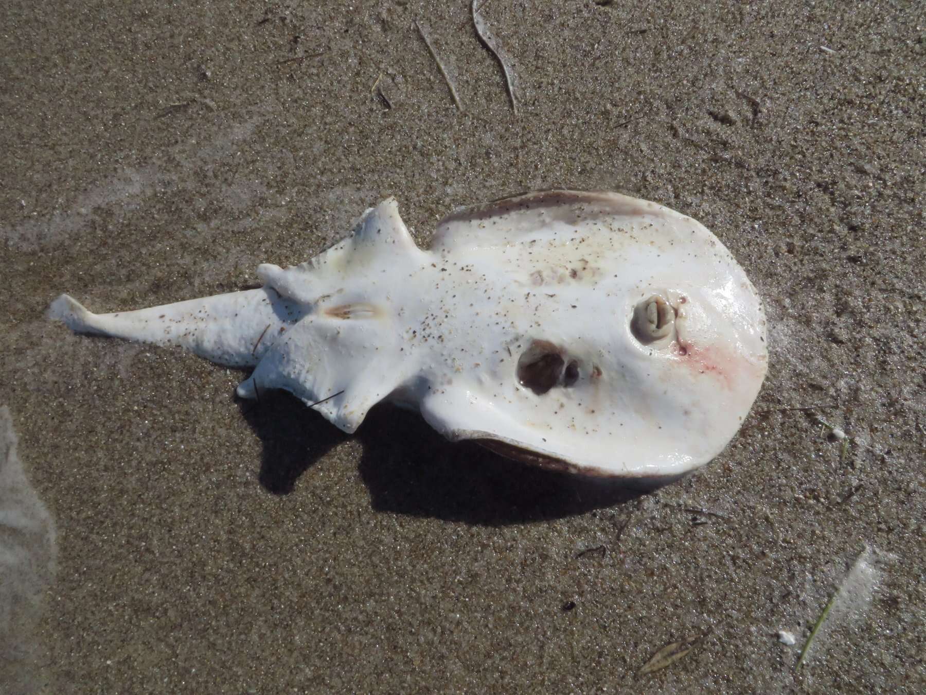 Image of Caribbean Electric Ray