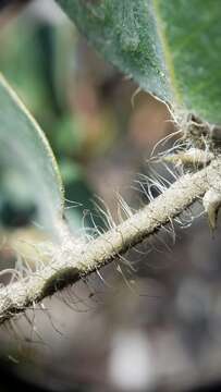 Image of brittleleaf manzanita