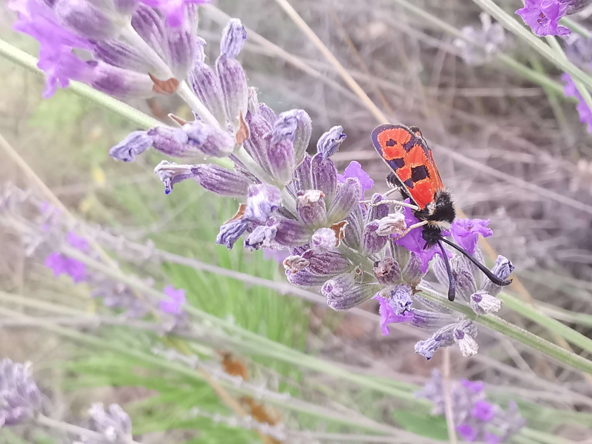 Image of Zygaena hilaris Ochsenheimer 1808