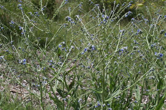 Plancia ëd Boraginaceae