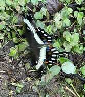 Image of Papilio lormieri Distant 1874