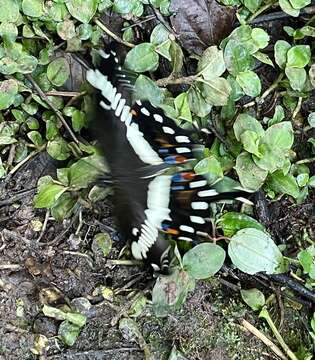 صورة Papilio lormieri Distant 1874