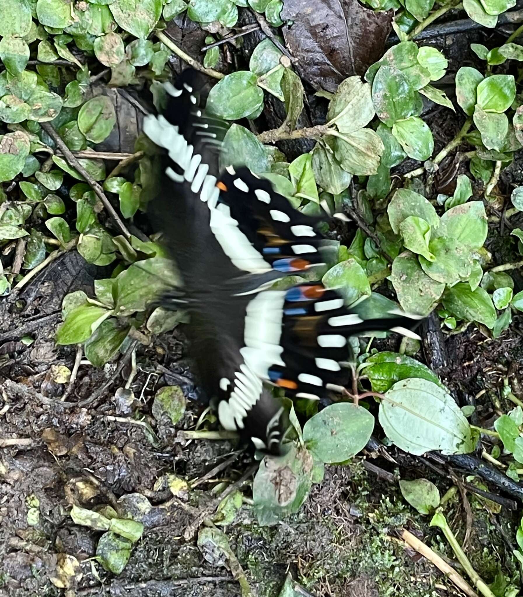 صورة Papilio lormieri Distant 1874