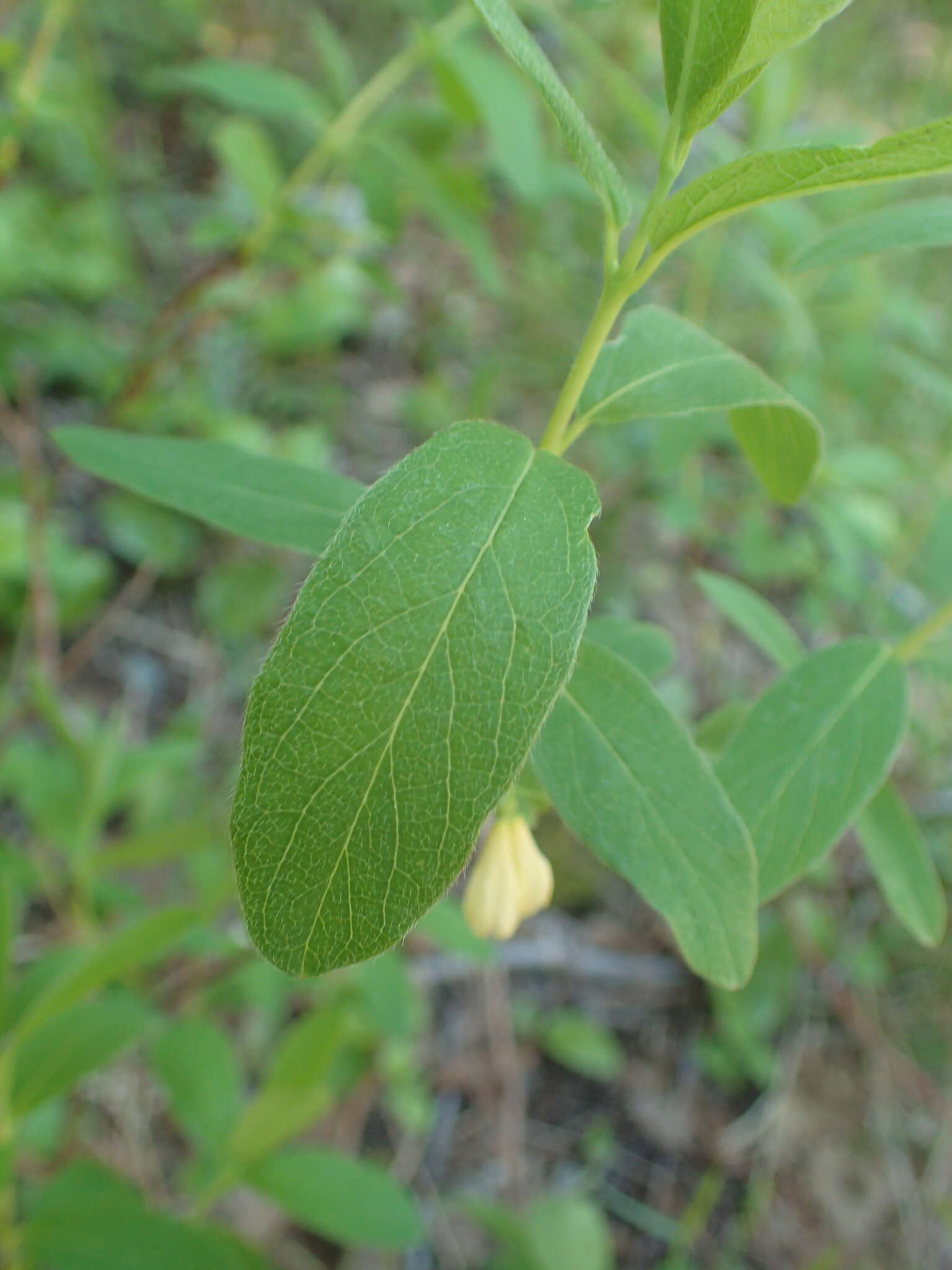 صورة Lonicera villosa (Michx.) Roem. & Schult.