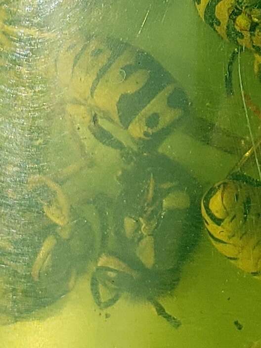 Image of Prairie Yellowjacket