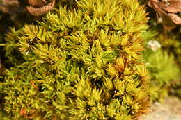 Image of tortella moss