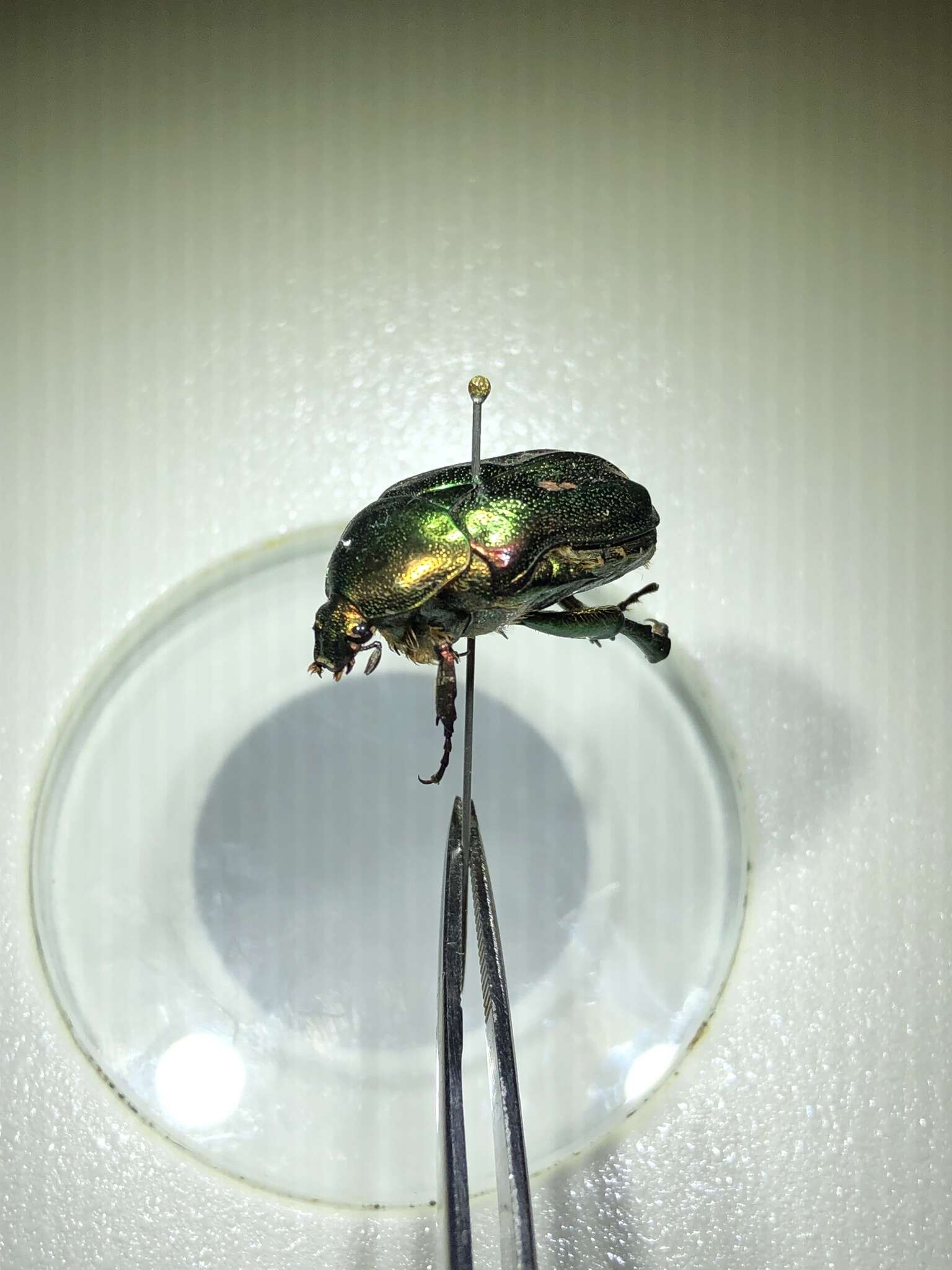 Image of emerald beetle