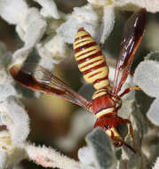 Image of Eucerceris canaliculata (Say 1823)