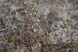 Image of Drosera gigantea Lindl.