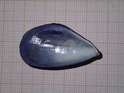 Image of Mediterranean mussel