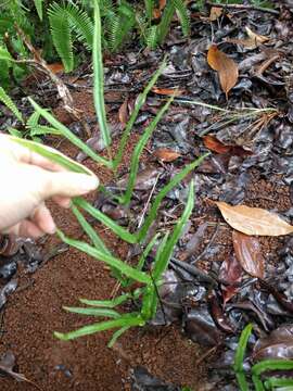 Image of Graceful Necklace Fern