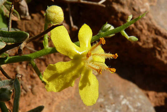 Image of Verbascum spinosum L.