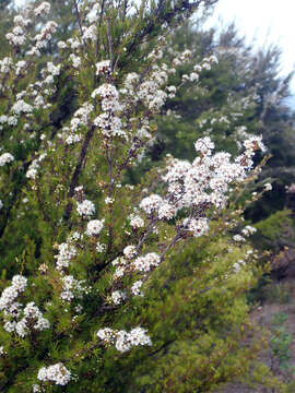 Sivun Kunzea ericoides (A. Rich.) J. Thompson kuva