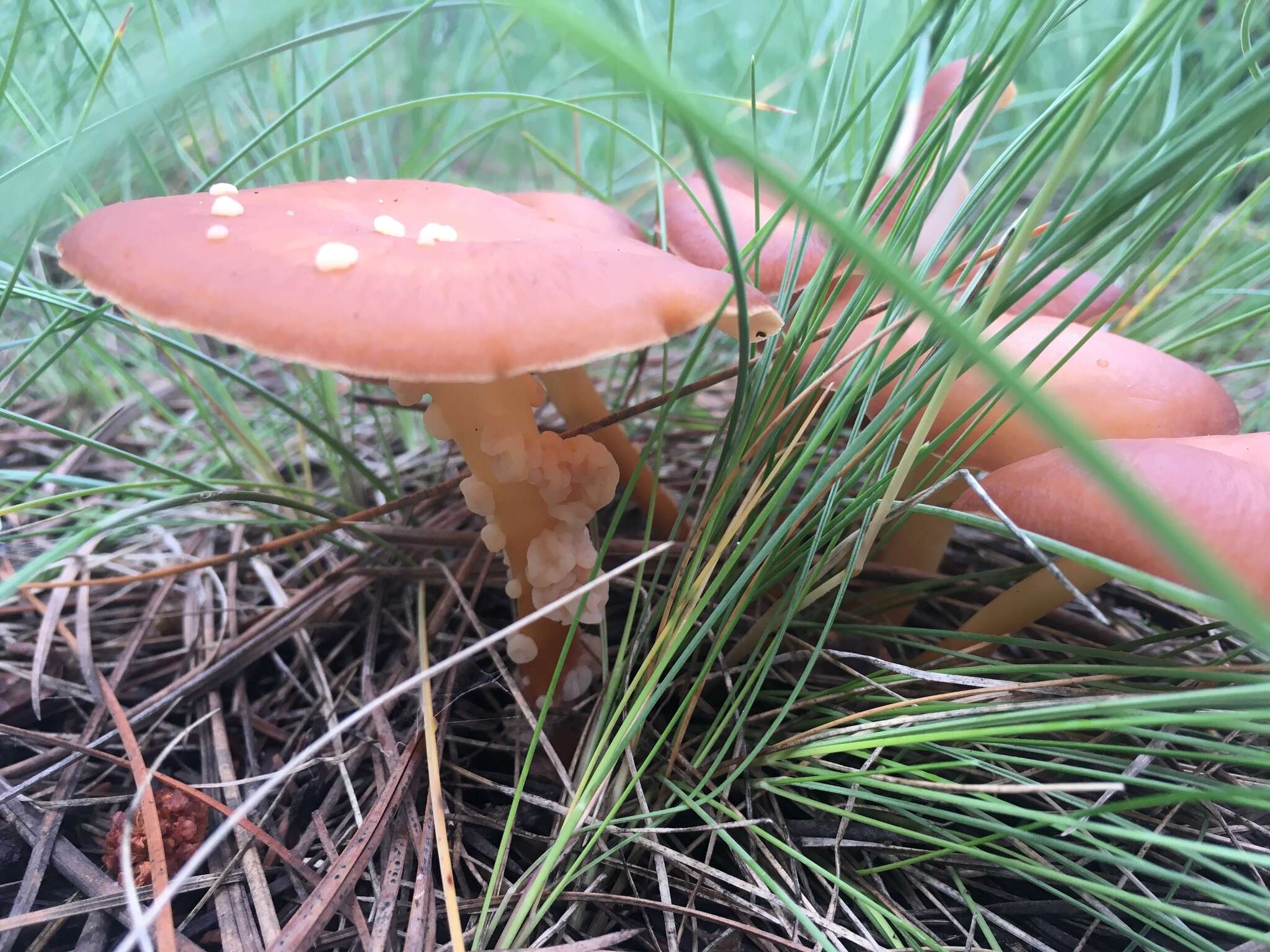 Image of Syzygospora mycetophila (Peck) Ginns 1986